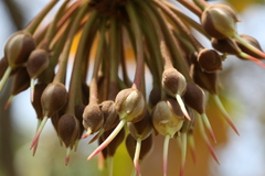 Madhuca longifolia var. latifolia